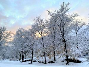 Central Park in the Snow - February 7th, 2021