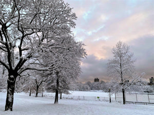 Central Park Under Pastel Skies - February 7th, 2021