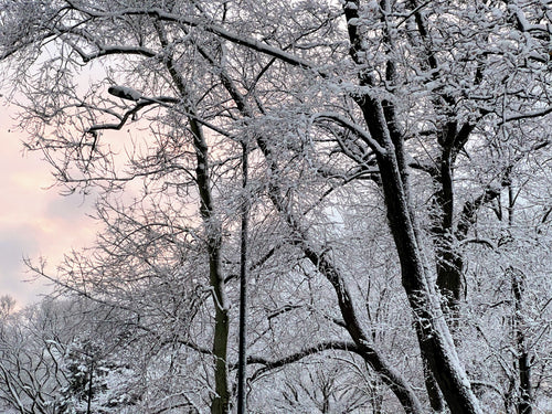 Lamp Posts Hidden by Snowy Trees - February 7th, 2021