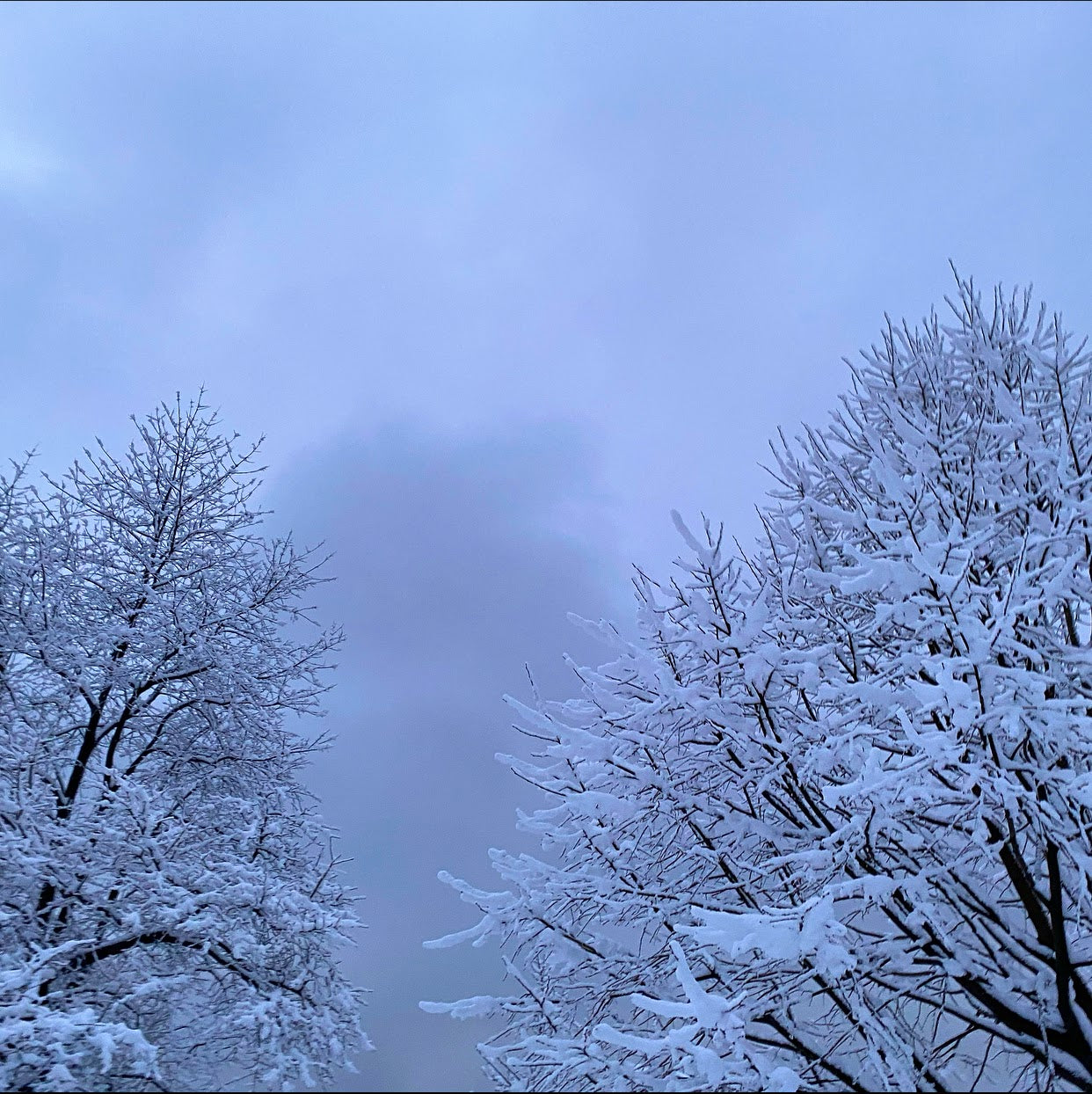 Snowy Treetops at Blue Hour - February 7th, 2021