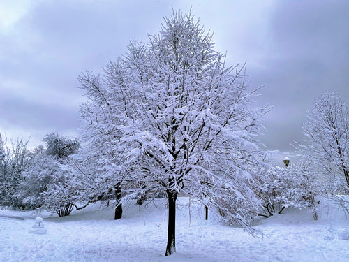 Snow Covered Tree - February 7th, 2021