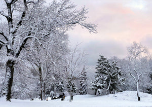 Central Park Trees in the Snow  - February 7th, 2021